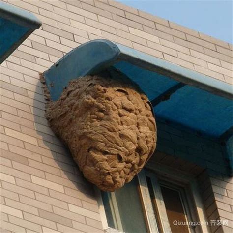 牆壁垂直裂縫 蜜蜂在家筑巢怎么办